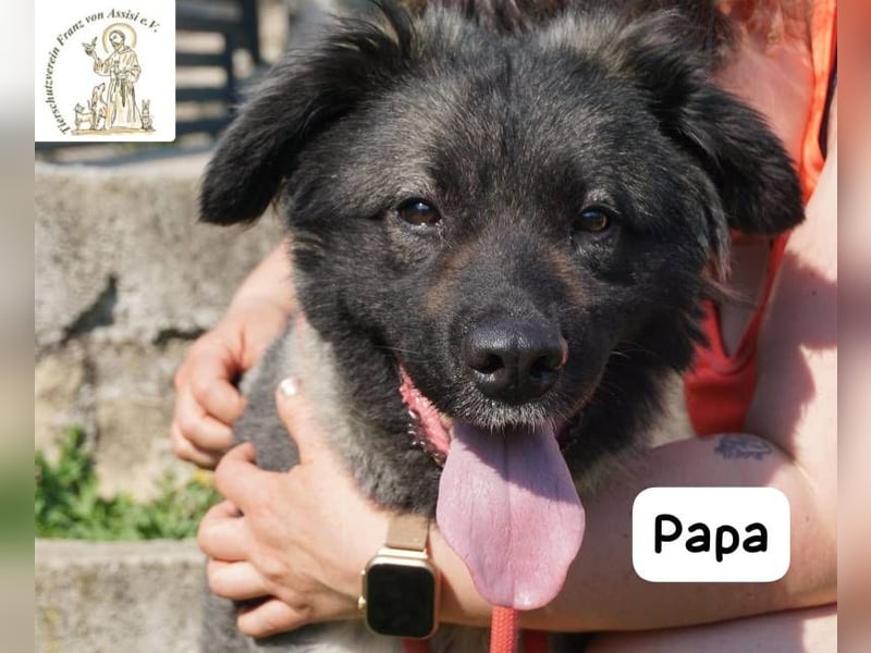 Papa – Ein Held, so weich wie seine Pfoten!
