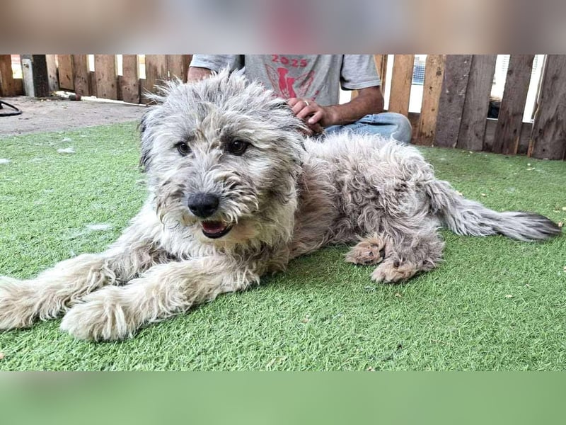 Loki wurde vor die Tür gesetzt