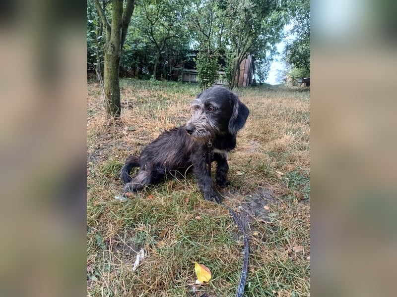 Champ Tierschutzhund sucht ein Zuhause
