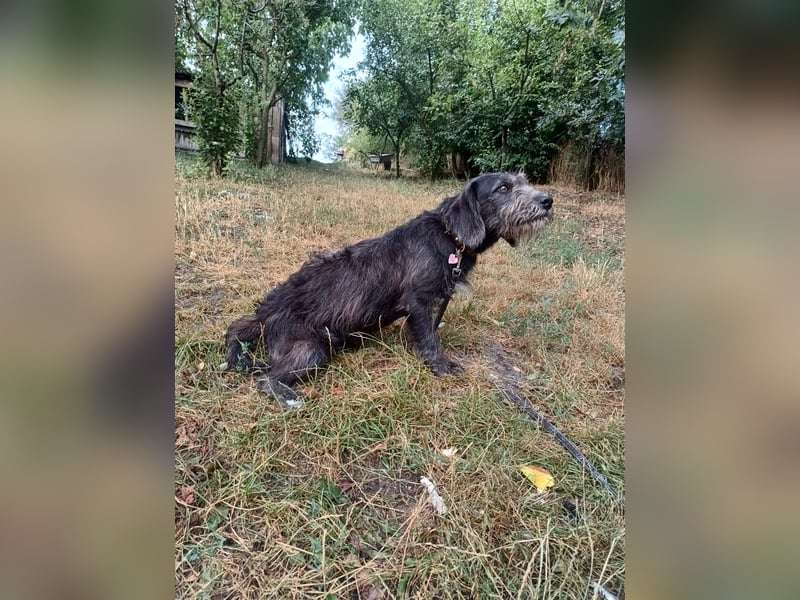 Champ Tierschutzhund sucht ein Zuhause