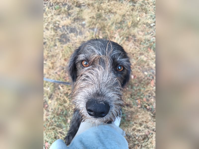 Champ Tierschutzhund sucht ein Zuhause