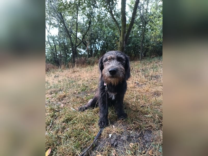 Champ Tierschutzhund sucht ein Zuhause