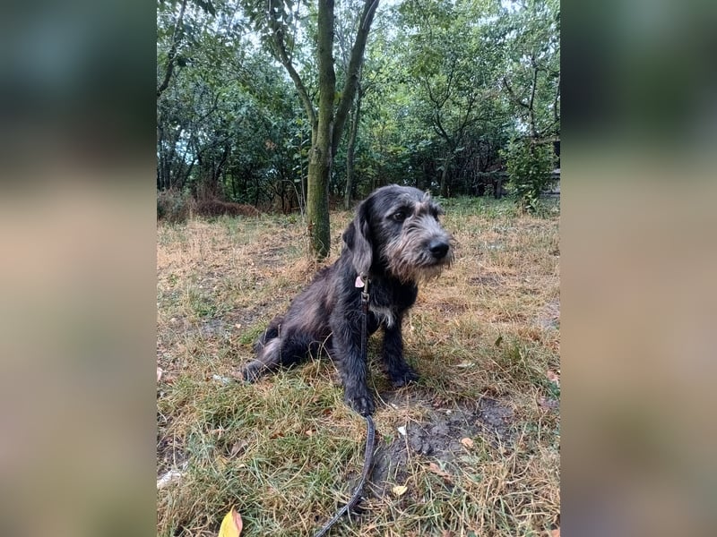 Champ Tierschutzhund sucht ein Zuhause