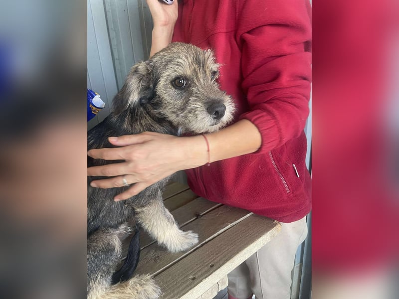 Kleiner Welpenjunge Max