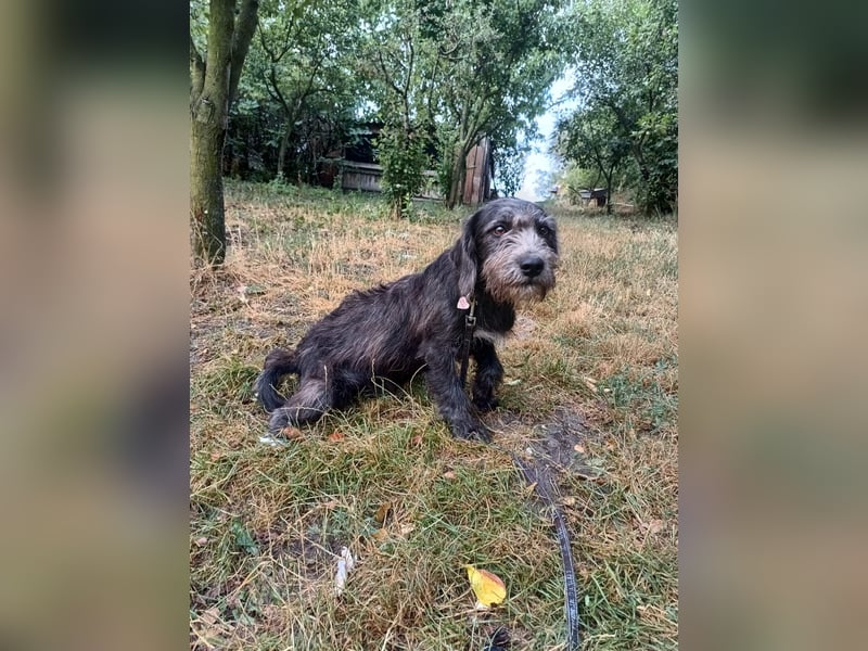Champ Tierschutzhund sucht ein Zuhause
