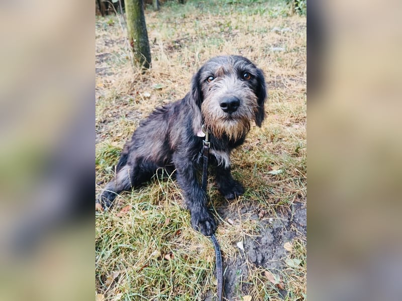 Champ Tierschutzhund sucht ein Zuhause