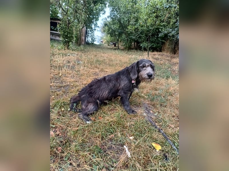 Champ Tierschutzhund sucht ein Zuhause