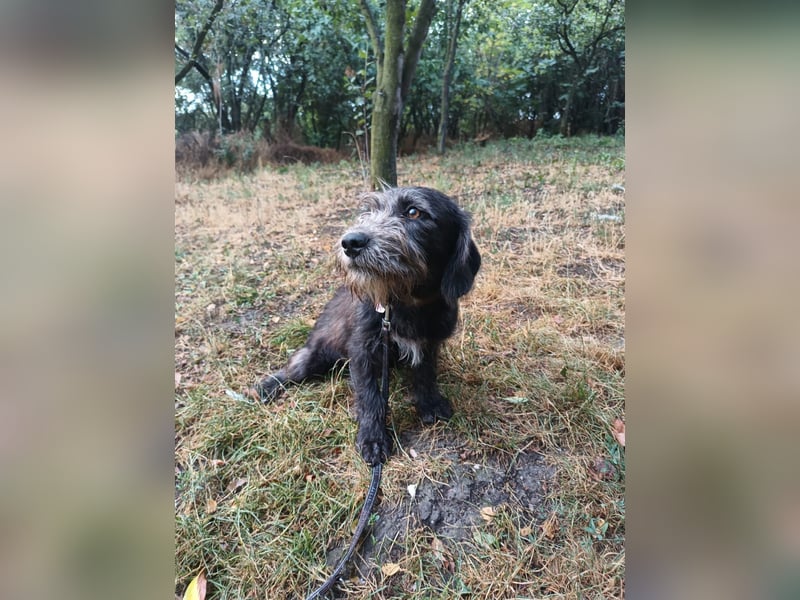 Champ Tierschutzhund sucht ein Zuhause