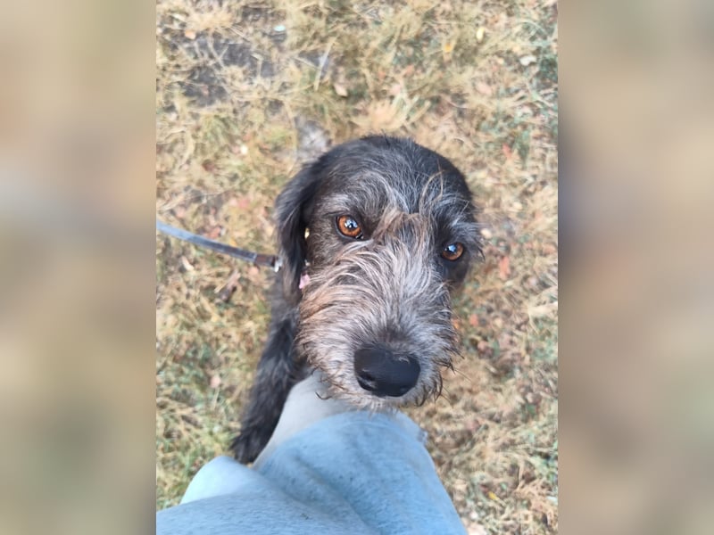 Champ Tierschutzhund sucht ein Zuhause