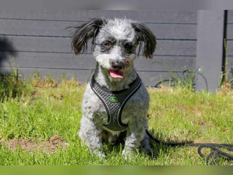 Gottlieb - freundlicher kleiner Hundemann - Tierhilfe Franken e.V.