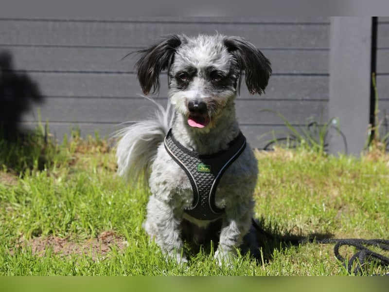 Gottlieb - freundlicher kleiner Hundemann - Tierhilfe Franken e.V.