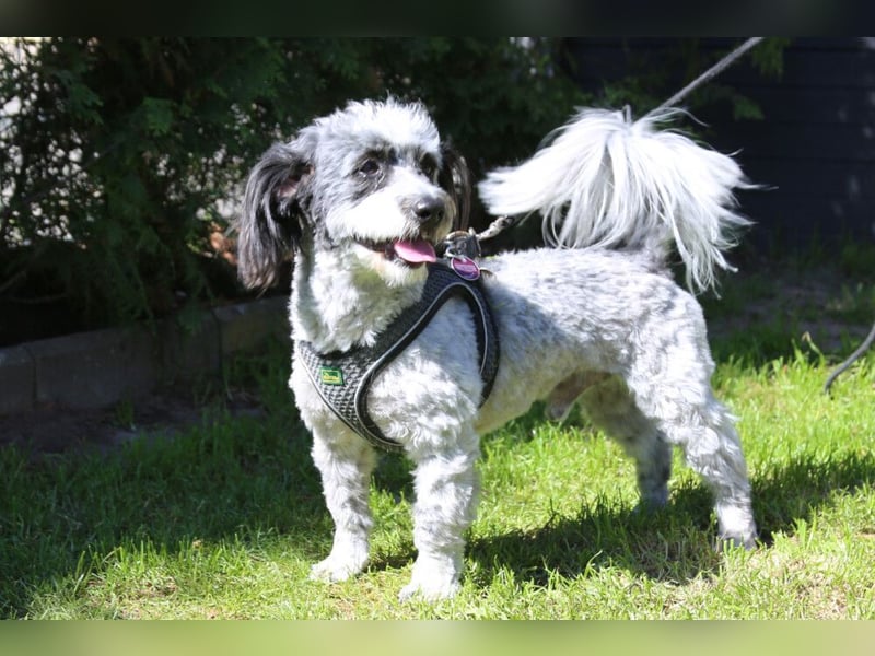 Gottlieb - freundlicher kleiner Hundemann - Tierhilfe Franken e.V.