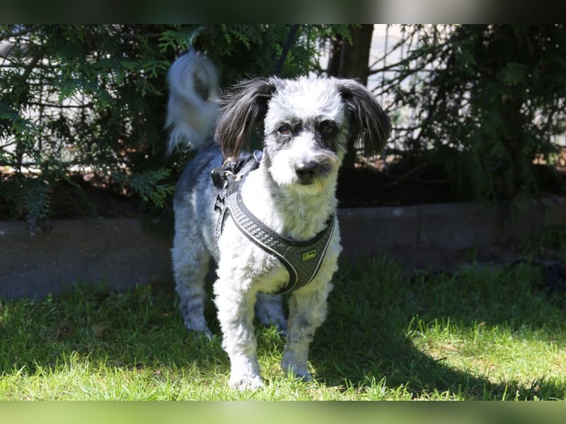Gottlieb - freundlicher kleiner Hundemann - Tierhilfe Franken e.V.