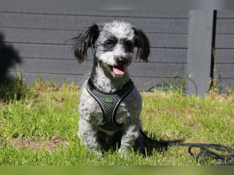 Gottlieb - freundlicher kleiner Hundemann - Tierhilfe Franken e.V.