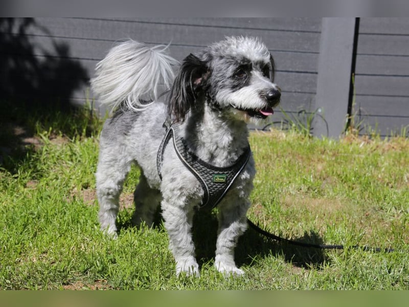 Gottlieb - freundlicher kleiner Hundemann - Tierhilfe Franken e.V.