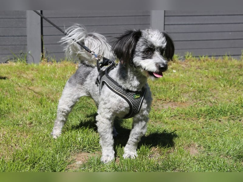 Gottlieb - freundlicher kleiner Hundemann - Tierhilfe Franken e.V.