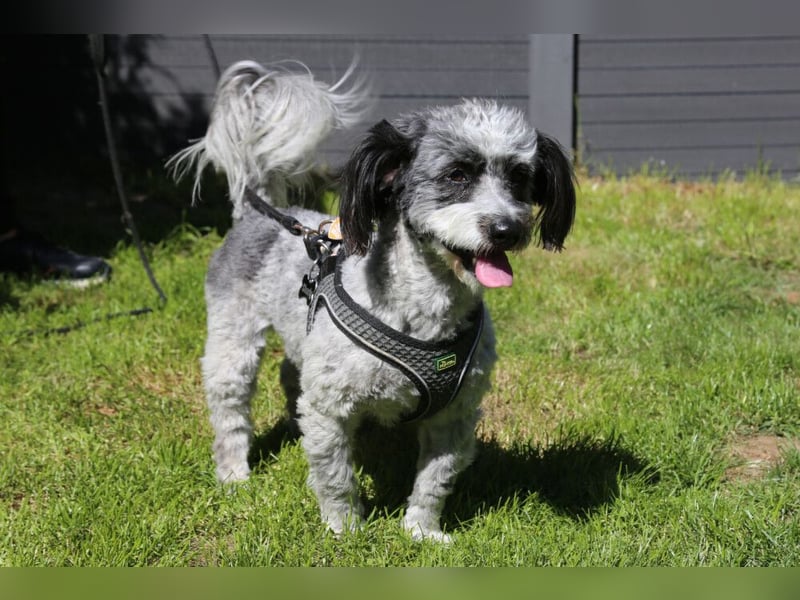 Gottlieb - freundlicher kleiner Hundemann - Tierhilfe Franken e.V.
