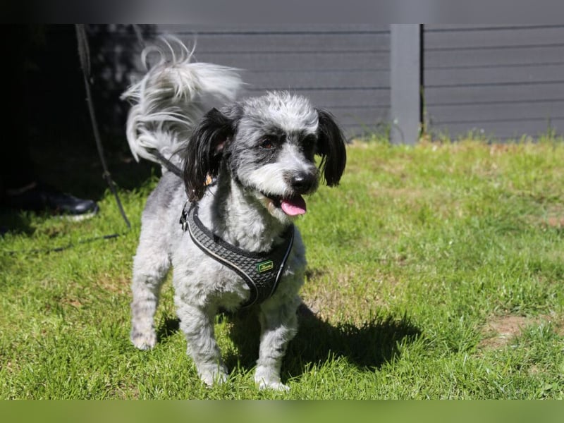 Gottlieb - freundlicher kleiner Hundemann - Tierhilfe Franken e.V.