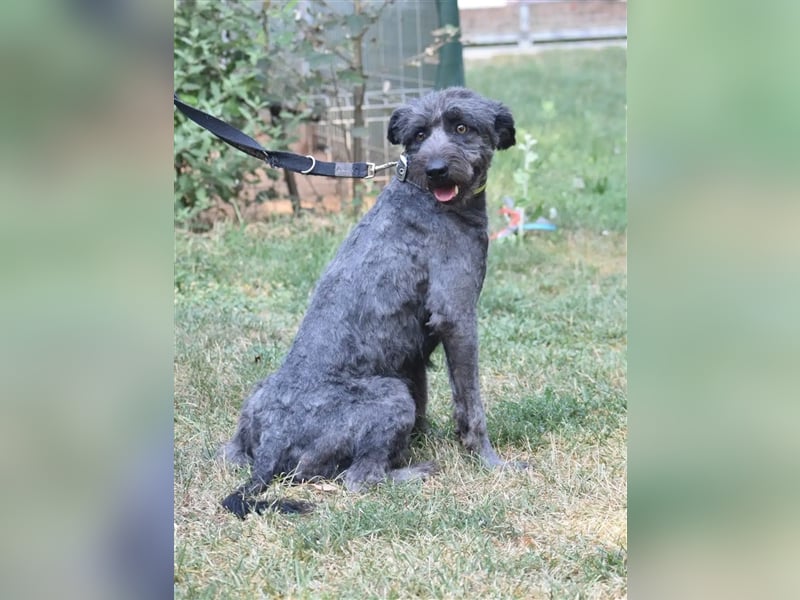 Lieber Schnauzer-Mischling „Jupiter“, ca. 2021 geboren, sucht eine neue Aufgabe.
