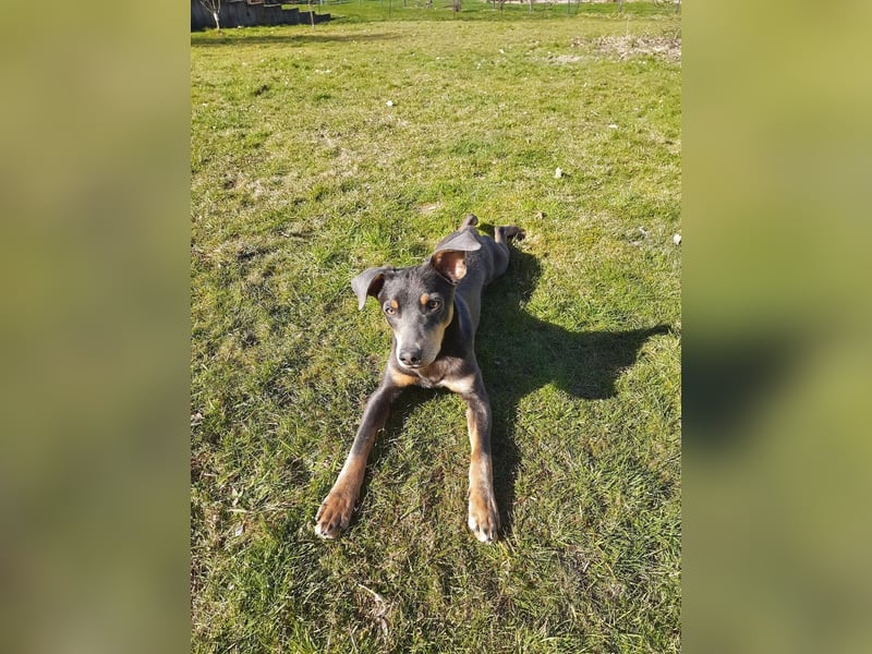 Diego