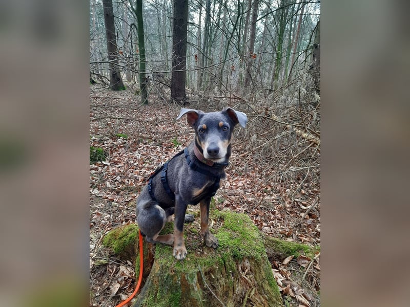 Diego