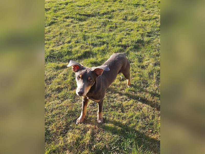 Diego