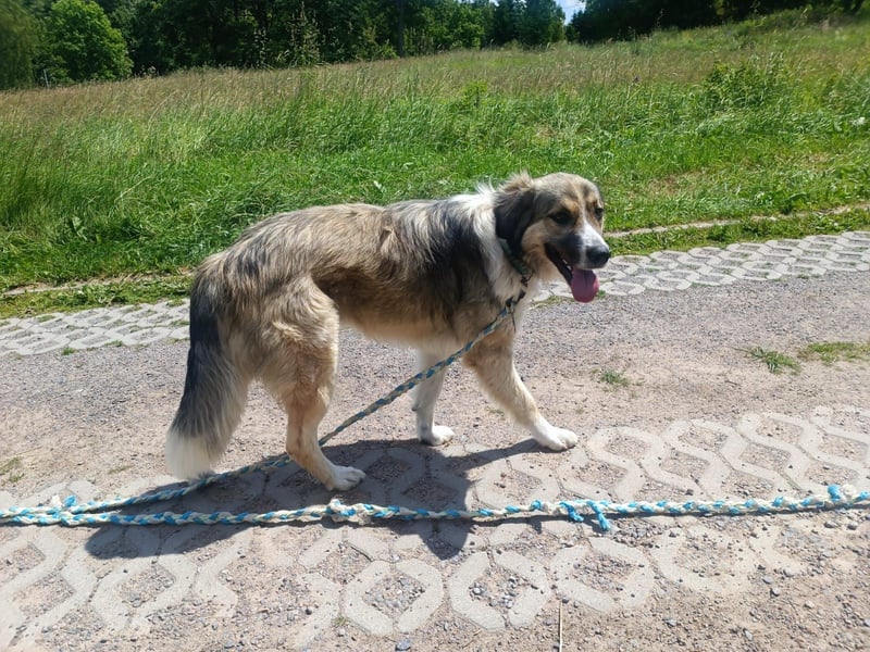 Ares- in 09526 Olbernhau auf Pflegestelle