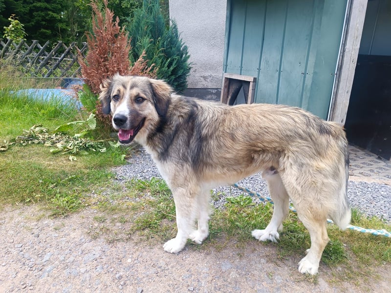 Ares- in 09526 Olbernhau auf Pflegestelle