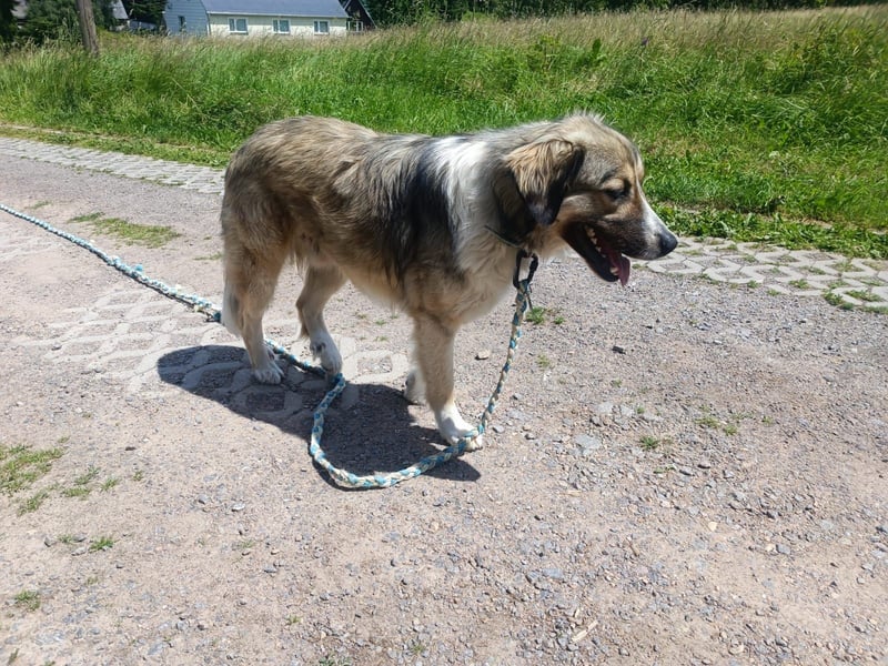 Ares- in 09526 Olbernhau auf Pflegestelle