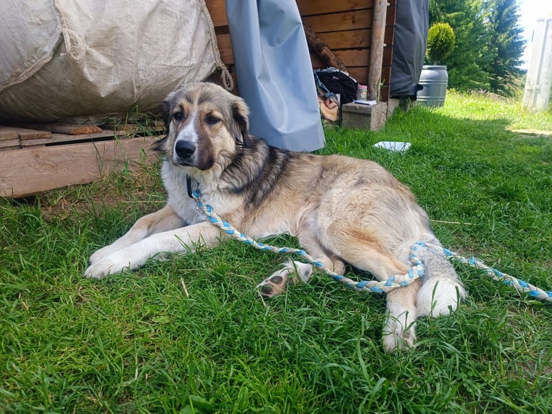 Ares- in 09526 Olbernhau auf Pflegestelle