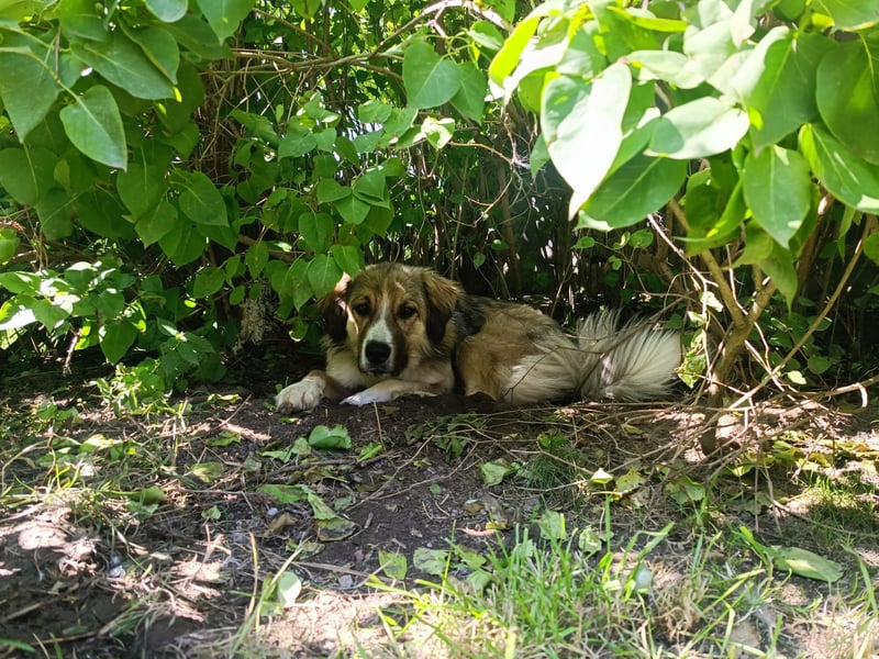 Ares - in 09526 Olbernhau auf Pflegestelle