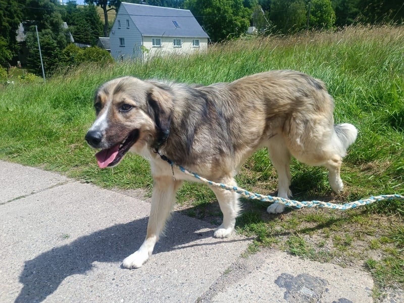 Ares- in 09526 Olbernhau auf Pflegestelle