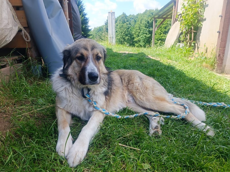 Ares- in 09526 Olbernhau auf Pflegestelle