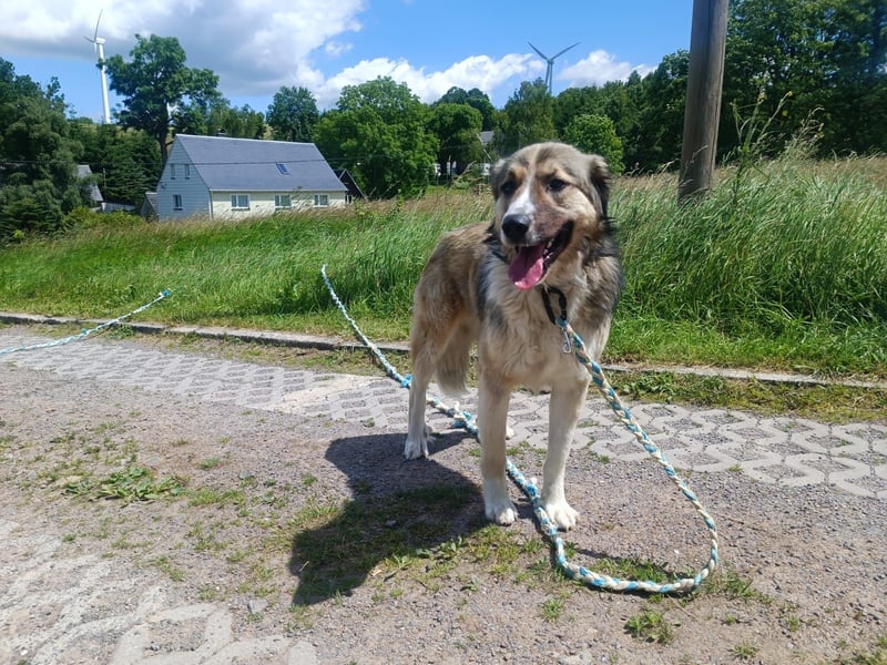 Ares- in 09526 Olbernhau auf Pflegestelle