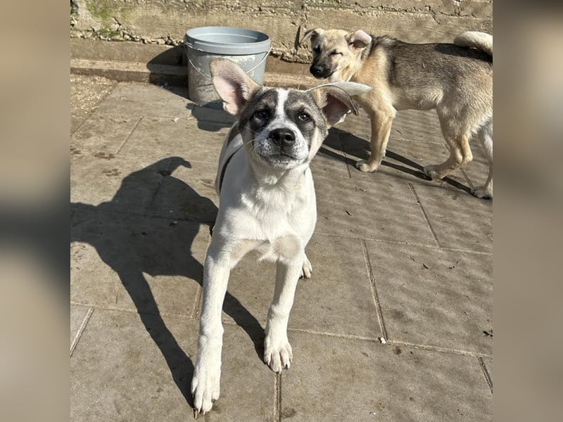 Welpe TOMMI - wenn ich groß bin möchte ich ein richtiger Familienhund sein!!!