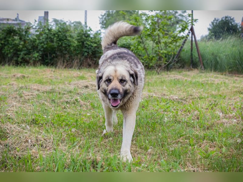 Chipnummer 145479 - Freundlicher Riese sucht seine Familie