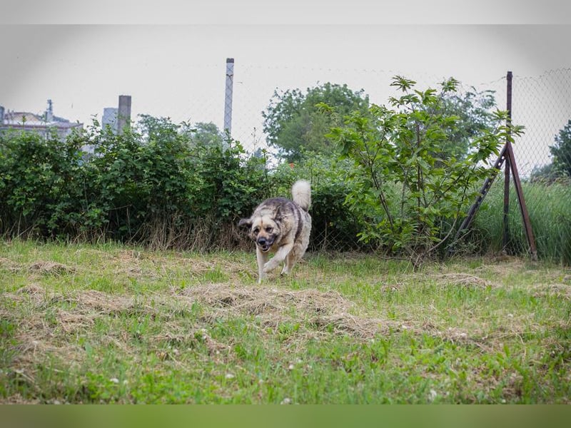 Chipnummer 145479 - Freundlicher Riese sucht seine Familie