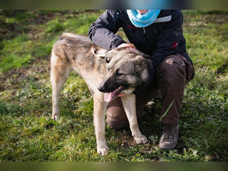 AKIDO - der verspielte und aktive Rüde ist sehr sozial und liebt Mensch und Hund