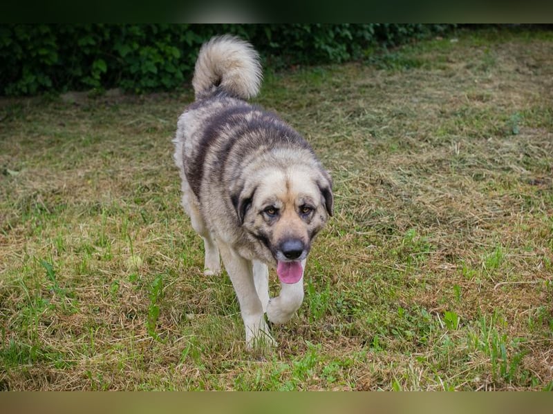 Chipnummer 145479 - Freundlicher Riese sucht seine Familie