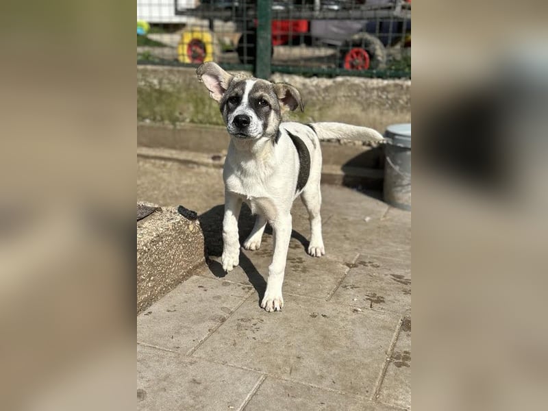 Welpe TOMMI - wenn ich groß bin möchte ich ein richtiger Familienhund sein!!!