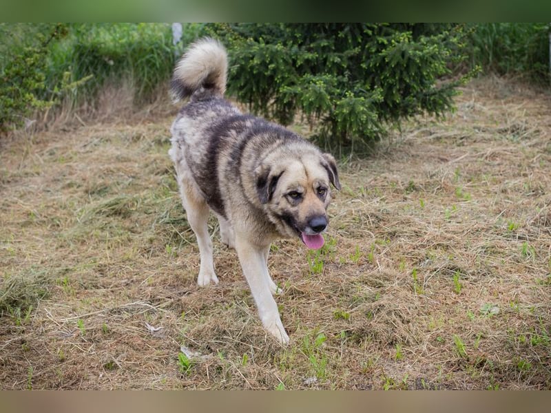 Chipnummer 145479 - Freundlicher Riese sucht seine Familie