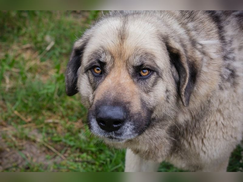 Chipnummer 145479 - Freundlicher Riese sucht seine Familie