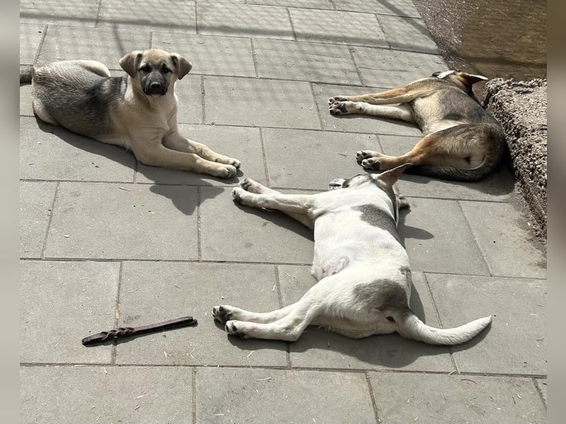 Welpe TOMMI - wenn ich groß bin möchte ich ein richtiger Familienhund sein!!!