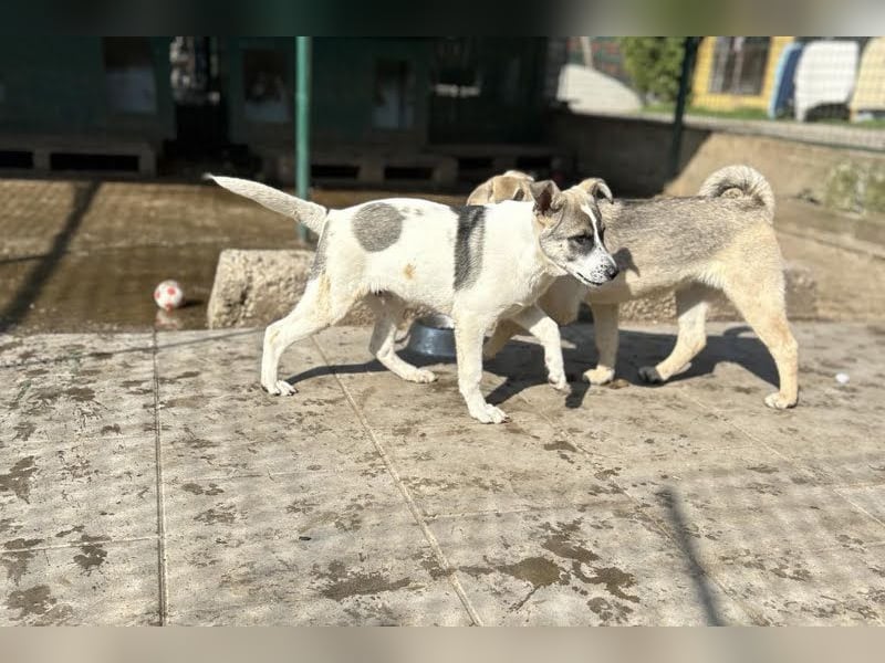 Welpe TOMMI - wenn ich groß bin möchte ich ein richtiger Familienhund sein!!!