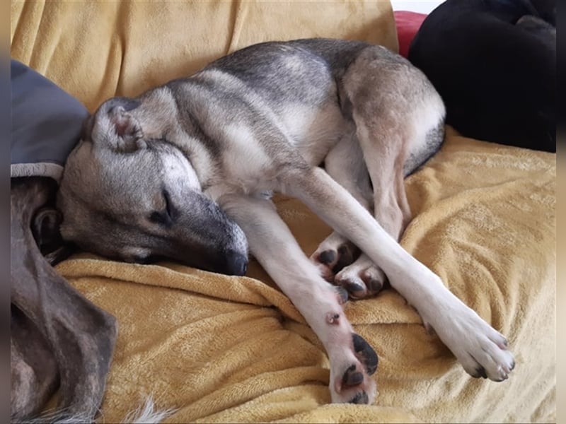 Super lieber Bowie