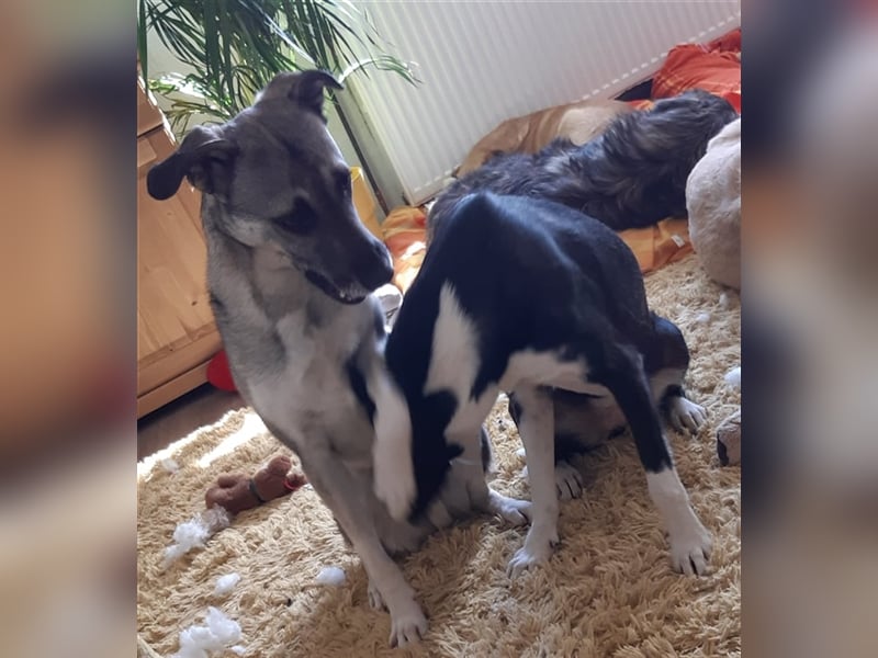 Super lieber Bowie