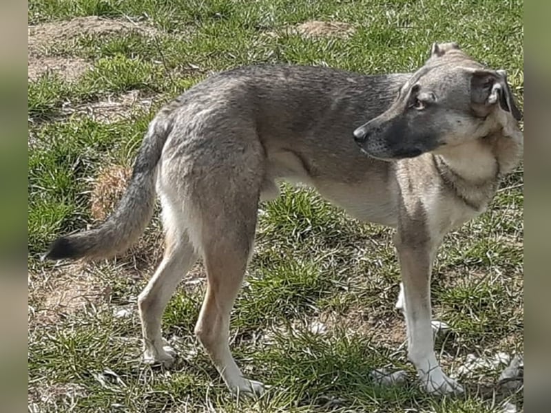 Super lieber Bowie