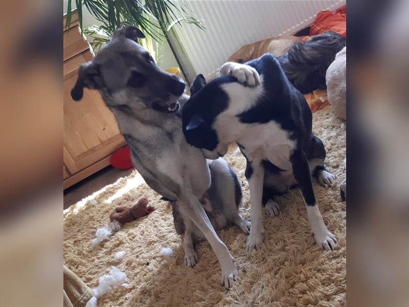 Super lieber Bowie