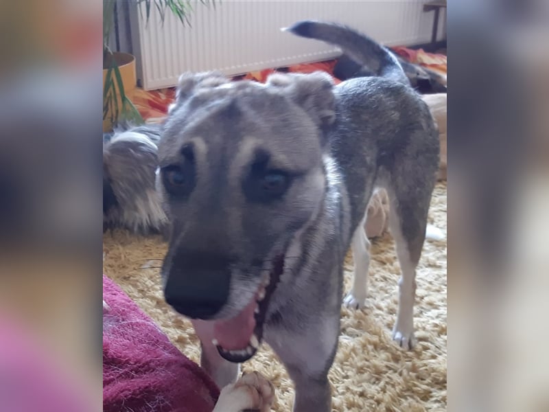 Super lieber Bowie