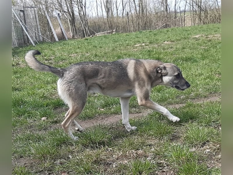 Super lieber Bowie